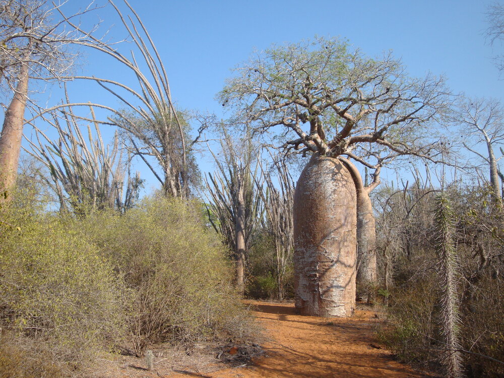 Spiny_forest_3,_Ifaty,_Madagascar.jpg